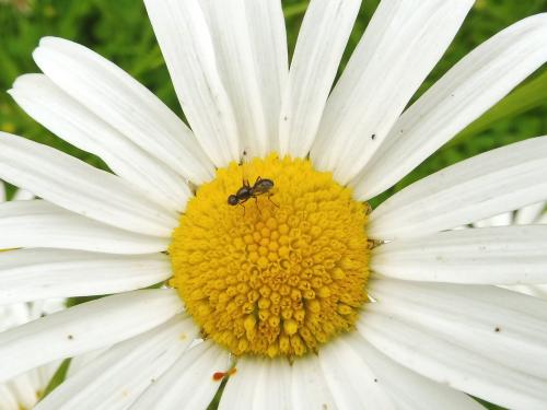 Réf. 184 671 : Sepsis fulgens